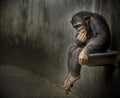 Chimpanzee sitting on a metal rusty sink in a weathered cage contemplating about something deep Royalty Free Stock Photo