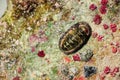 Selective focus shot of Chiton attached on a stone Royalty Free Stock Photo