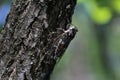 Selective focus shot of a cicada insect on a tree trunk Royalty Free Stock Photo