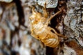 Selective focus shot of a cicada in a nymphal golden skin Royalty Free Stock Photo