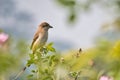 Selective focus shot of a Cinnamon Ibon bird perched on a plant stem