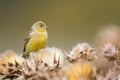 Selective focus shot of citril finch (carduelis citrinella)