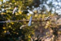Selective focus shot of clothespins on a laundry line outdoors Royalty Free Stock Photo