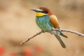 A selective focus shot of a colorful bee-eater sitting on a branch against an unfocused brown background.