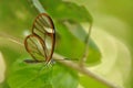 Selective focus shot of a colorful butterfly on a plant