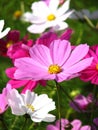 Selective focus shot of colorful  Coreopsis Formosa Bonato flower Royalty Free Stock Photo