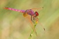 Selective focus shot of a colorful dragonfly outdoors during daylight Royalty Free Stock Photo