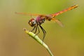Selective focus shot of a colorful dragonfly outdoors during daylight Royalty Free Stock Photo