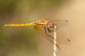 Selective focus shot of a colorful dragonfly outdoors during daylight Royalty Free Stock Photo