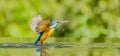 Selective focus shot of a colorful kingfisher bird catching a fish from the water