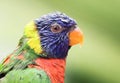 Selective focus shot of a colorful lorikeet bird outdoors