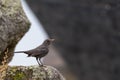 Selective focus shot of a common blackbird in a natural environment Royalty Free Stock Photo