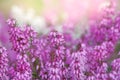 Selective focus shot of the common heather flowers with blur background Royalty Free Stock Photo