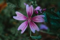 Selective focus shot of a common mallow flower (Malva sylvestris) Royalty Free Stock Photo