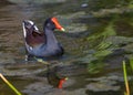 Selective focus shot of a common moorhen bird in pond water Royalty Free Stock Photo