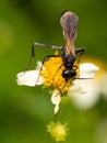 Selective focus shot of a common thread-waisted wasp (Ammophila procera) perched on a flower Royalty Free Stock Photo