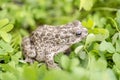 Selective focus shot of a common toad in grassland Royalty Free Stock Photo