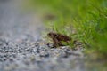 Selective focus shot of a common toad on a rocky trail on a field