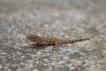Selective focus shot of a common wall gecko on a concrete surface Royalty Free Stock Photo