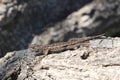 Selective focus shot of a common wall lizard Royalty Free Stock Photo
