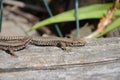 Selective focus shot of a common wall lizard Royalty Free Stock Photo