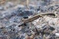Selective focus shot of a Common Wall Lizard (Podarcis muralis) on a stone Royalty Free Stock Photo