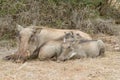 Selective focus shot of common warthogs family under the sunlight