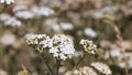 Selective focus shot of common yarrow flowers growing in a field Royalty Free Stock Photo