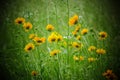 Selective focus shot of Coreopsis wildflowers growing on the Missouri prairie