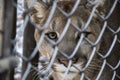 Selective focus shot of a cougar looking at the camera through a metal fence Royalty Free Stock Photo