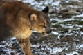 Selective focus shot of a cougar walking