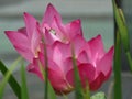 Selective focus shot of a couple of divine lotus flowers surrounded with leaves