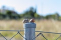 Selective focus shot of a couple of snails on top of a fence in the field outdoors Royalty Free Stock Photo