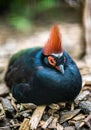 Selective focus shot of crested partridge (Rollulus rouloul)