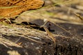 Selective focus shot of a Crimean lizard on a huge rock Royalty Free Stock Photo