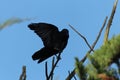 Selective focus shot of a crow bird landing on a tree branch with clear blue sky in the background Royalty Free Stock Photo