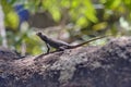 Selective focus shot of a cute Agama hanging out on a rock formation Royalty Free Stock Photo