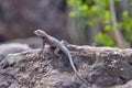 Selective focus shot of a cute Agama hanging out on a rock formation Royalty Free Stock Photo