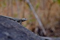 Selective focus shot of a cute Agama hanging out on a rock formation Royalty Free Stock Photo