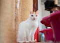 Selective focus shot of a cute Anatolian cat in a cattery