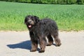 Selective focus shot of a cute Bouvier des Flandres dog in a field