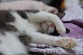 Selective focus shot of a cute cat covering its face with a hand Royalty Free Stock Photo