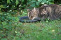 Selective focus shot of a cute cat drinking water Royalty Free Stock Photo