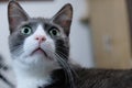 Selective focus shot of a cute cat with a scared facial expression Royalty Free Stock Photo