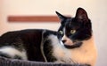 Selective focus shot of a cute cookie cat Royalty Free Stock Photo