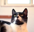 Selective focus shot of a cute cookie cat Royalty Free Stock Photo