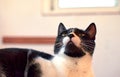 Selective focus shot of a cute cookie cat Royalty Free Stock Photo