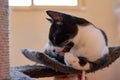 Selective focus shot of a cute cookie cat on a cat tower Royalty Free Stock Photo