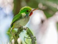 Selective focus shot of a cute Cuban tody bird perched on a tree branch during daylight Royalty Free Stock Photo