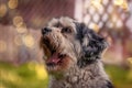 Selective focus shot of a cute dog barking outside - perfect for the background